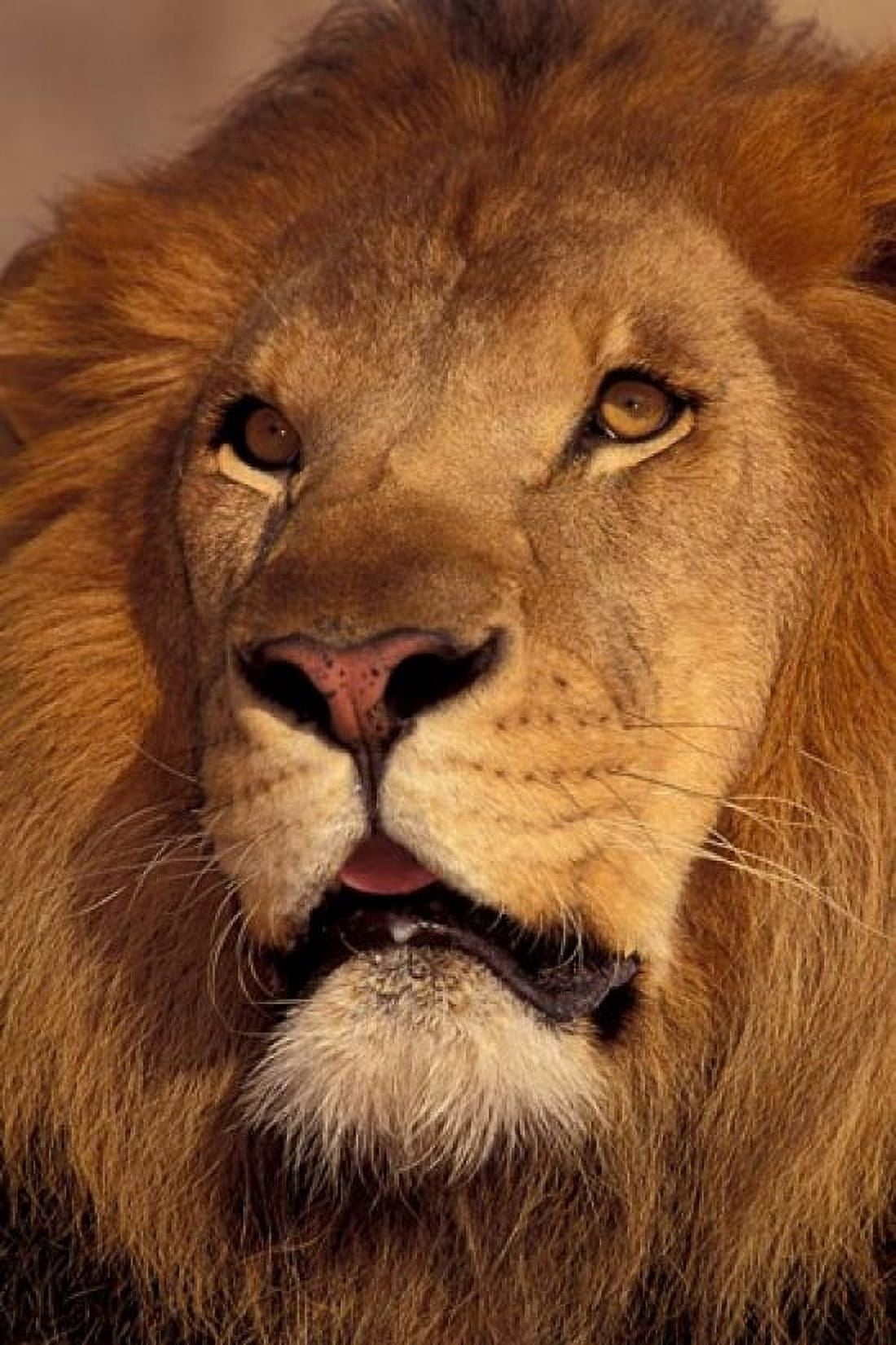 Closeup of a Male Lion South Africa Canvas Art - Stuart Westmorland DanitaDelimont (24 x 36)