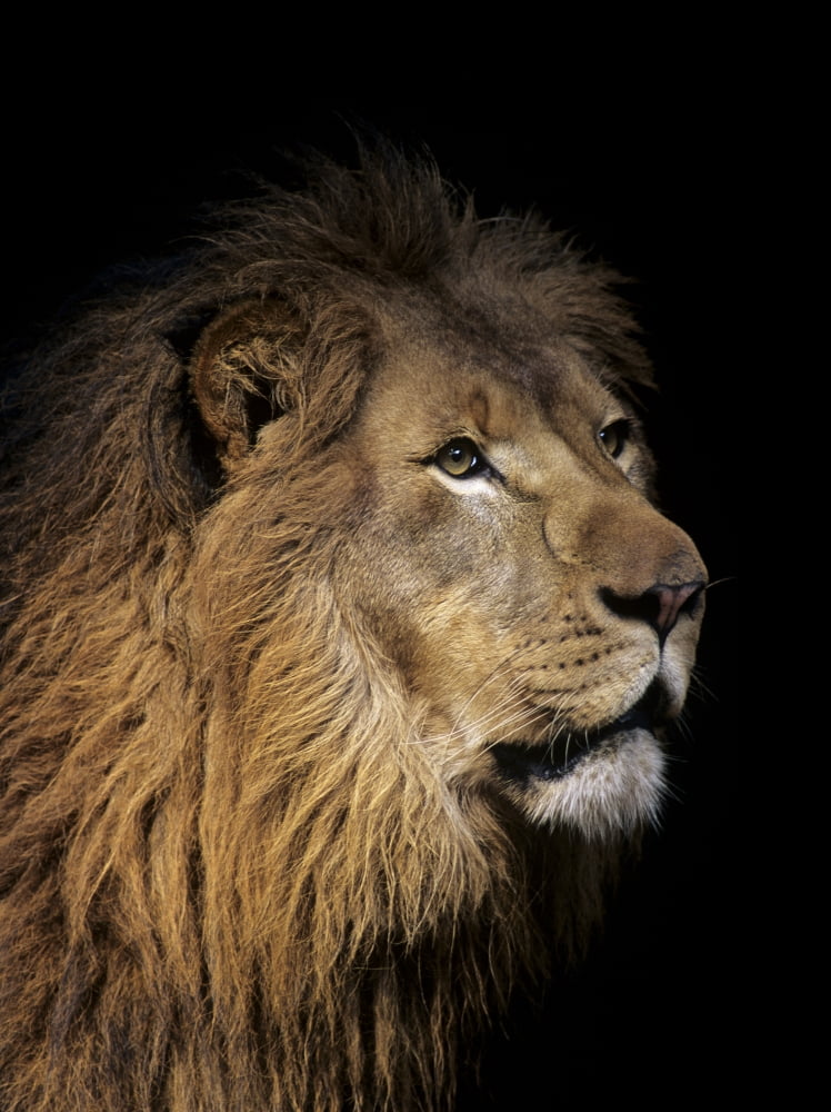 Closeup of lion head black background Canvas Art - Bill Schildge Design Pics (13 x 18)