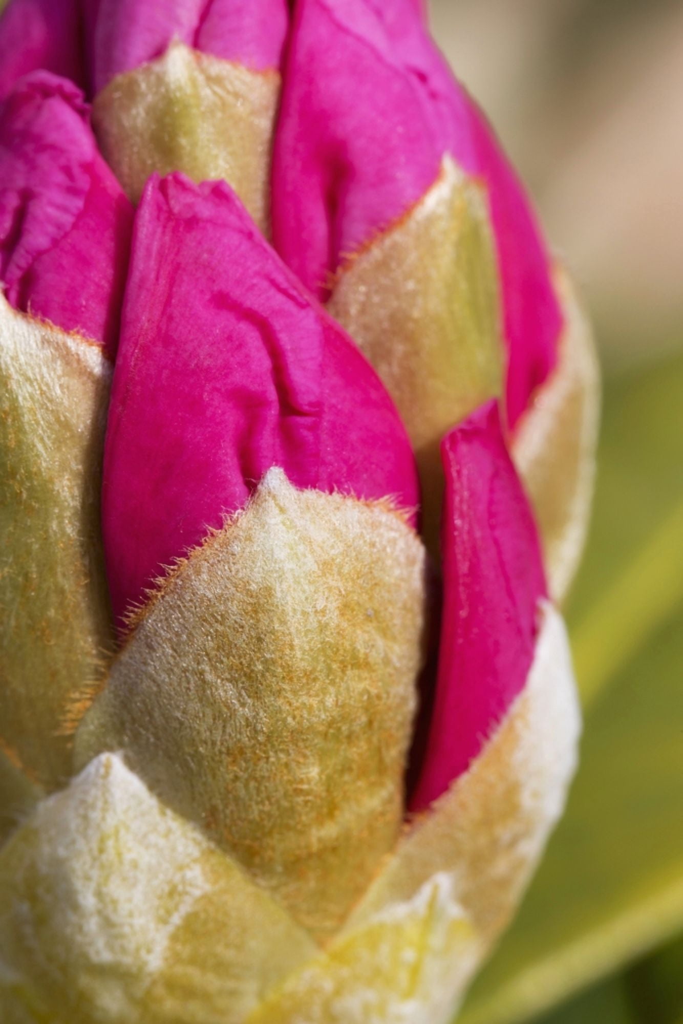 Closeup of rhododendron flower bud Kodiak Alaska spring Canvas Art - Marion Owen Design Pics (12 x 19)