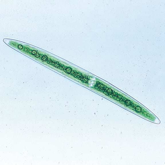Closterium, Living Green Algae Culture, Sufficient Materials For 30 Students