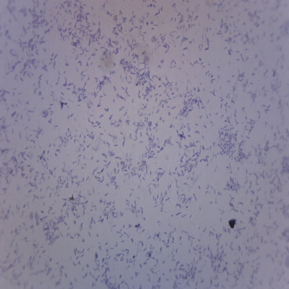 Clostridium Botulinum, Gram-Positive - Prepared Microscope Slide - 75 x 25mm - Biology & Microscopy - Eisco Labs