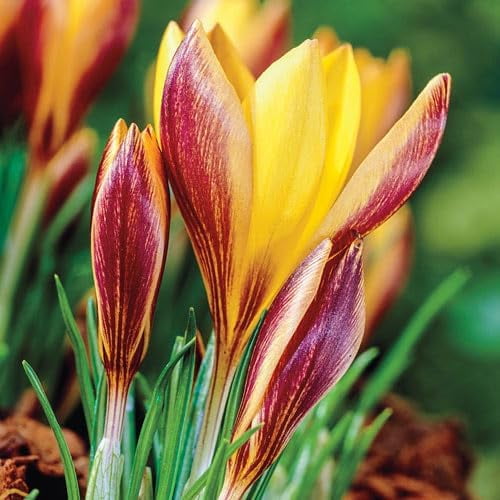Ruby Giant Crocus Bulbs for Planting - Perennial Garden Flowers (20 Bulbs