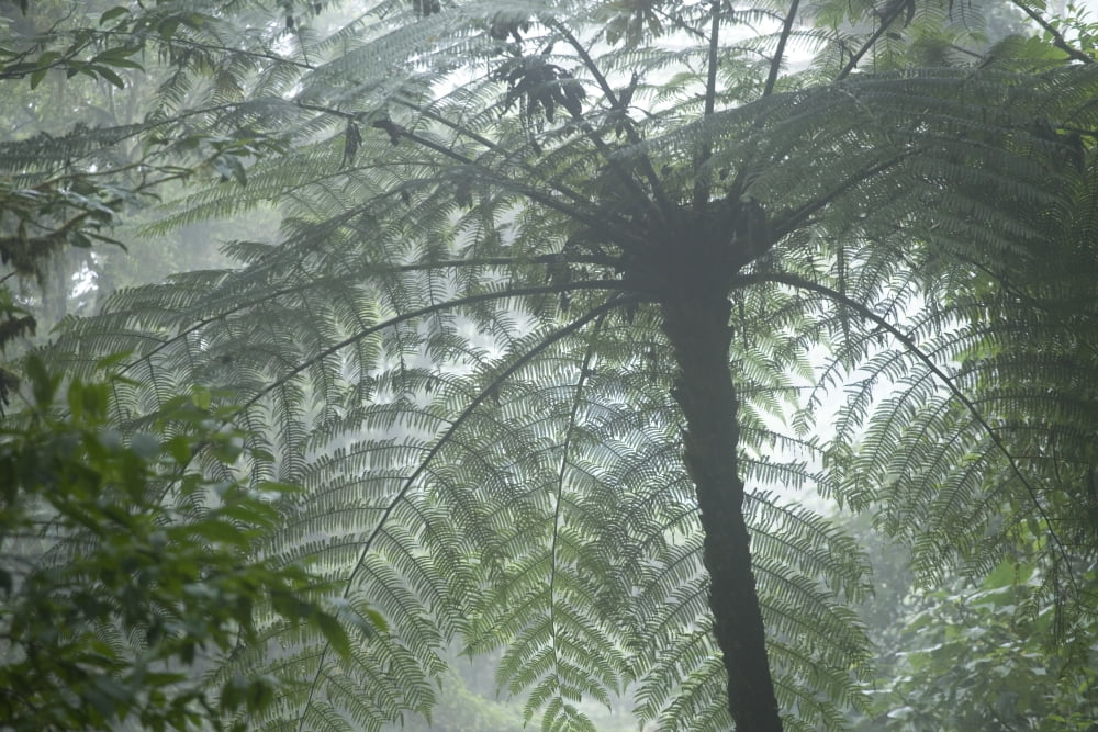 Cloud Forest Ceiling Costa Rica Canvas Art - Peter Van Rhijn Design Pics (17 x 11)