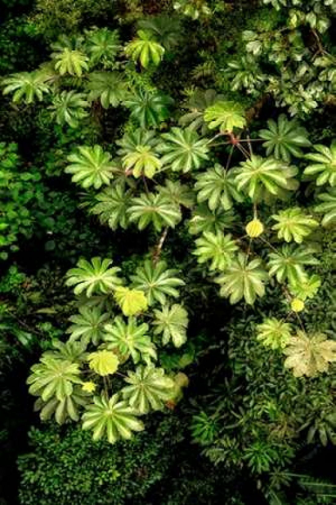 Cloud Forest Foliage II Canvas Art - Larry Malvin (12 x 18)