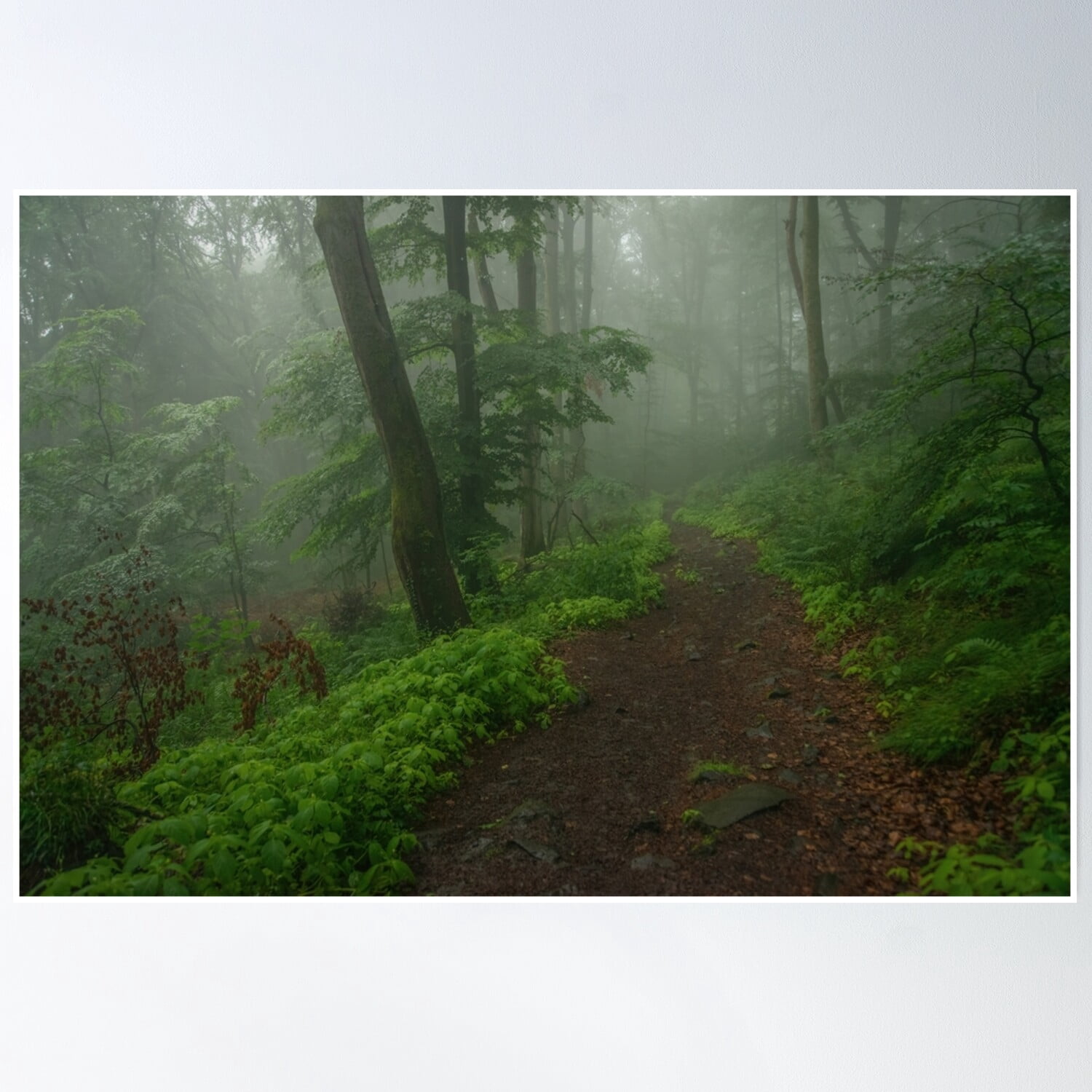 Cloud Forest Poster Wall Art, Poster Only - Walmart.com
