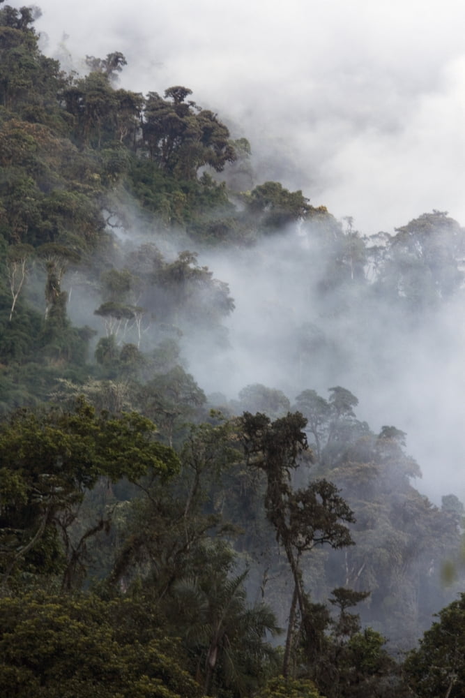 Cloud Forest Province Imbabura Ecuador Canvas Art - Philippe Henry Design Pics (22 x 34)