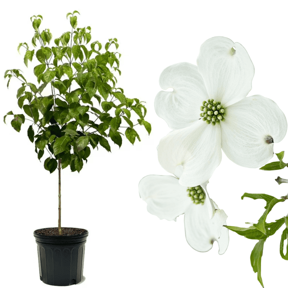 Cloud Nine Dogwood Live Tree 1 Gallon