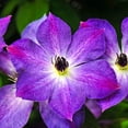 thumbnail image 1 of Cloudburst Clematis Vine, Bare Root Starter Perennial Plant (1-Pack), 1 of 3