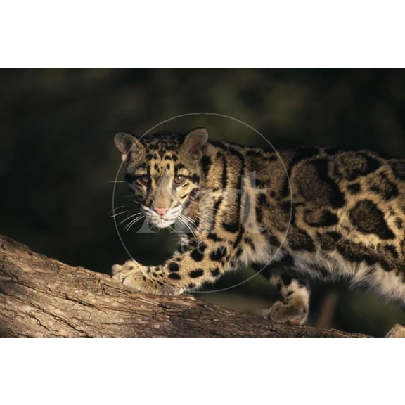 Clouded Leopard Walking on Tree Branch, Animals Unframed Photographic Print Wall Art by DLILLC Sold by Art.Com
