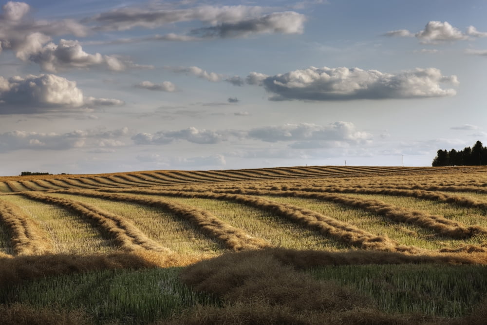 Clouds Over Canola Field On Farm Central Alberta Canvas Art - Dan Jurak Design Pics (17 x 11)