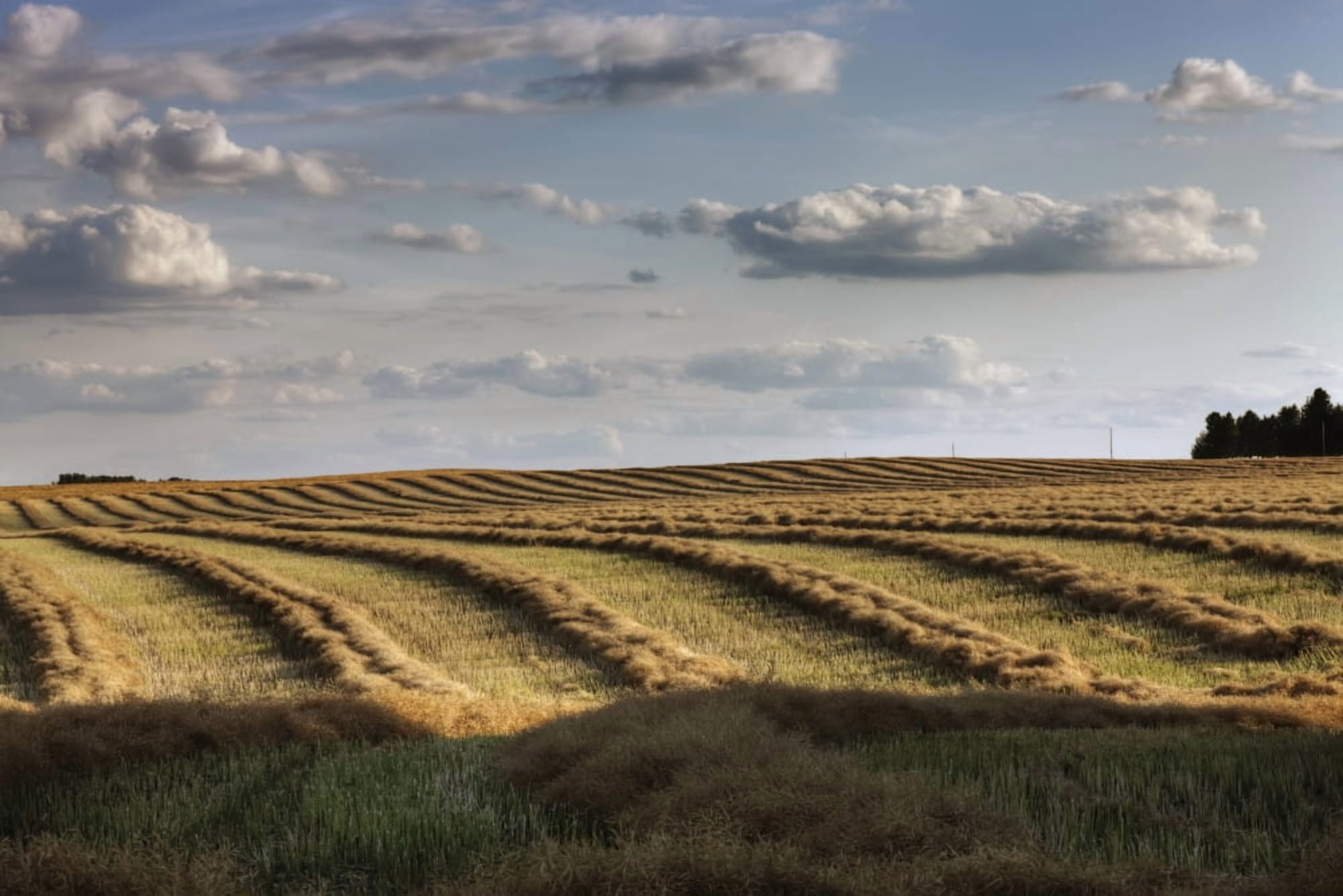 Clouds Over Canola Field On Farm Central Alberta Canvas Art - Dan Jurak  Design Pics (34 x 22)