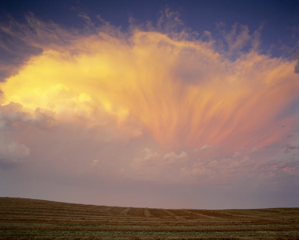 Clouds Over Canola Harvest Saint Denis Saskatchewan Canvas Art - Yves Marcoux Design Pics (18 x 14)