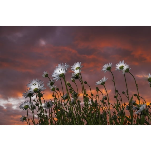 Clouds glowing pink and orange at sunset over Shasta daisies; Astoria Oregon United States of America Print