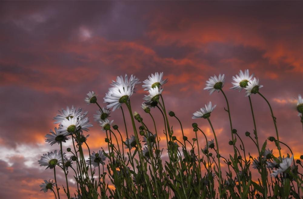 Clouds glowing pink and orange at sunset over Shasta daisies Astoria Oregon United States of America Canvas Art - Robert L Potts Design Pics (38 x 24)