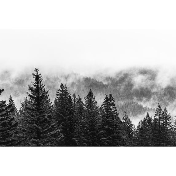 Clouds in the Forest Black and White Poster Print by Nature Magick Nature Magick GI553A
