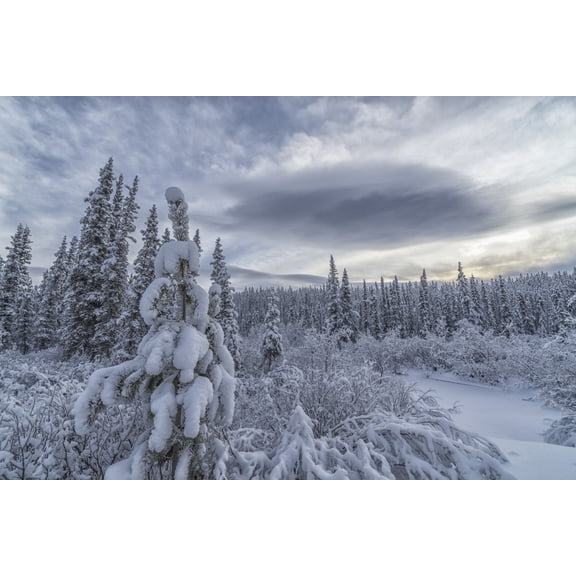Clouds and mist envelop the mountains while snow covers the trees and shrubs during winter along the Annie Lake Road near Whitehorse Yukon Canada Canvas Art - Robert Postma Design Pics (19 x 12)