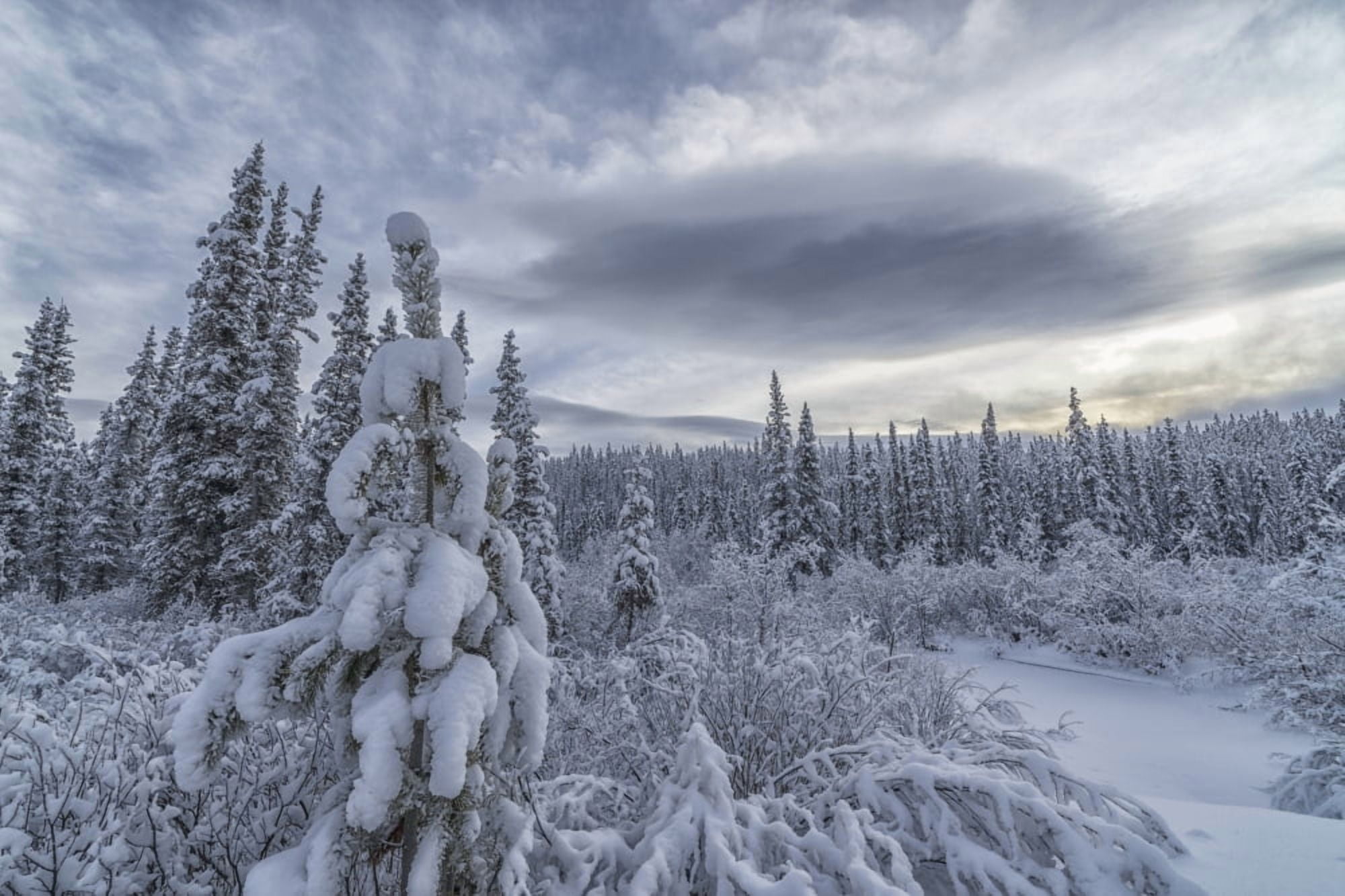 Clouds and mist envelop the mountains while snow covers the trees and shrubs during winter along the Annie Lake Road near Whitehorse Yukon Canada Canvas Art - Robert Postma Design Pics (38 x 24)