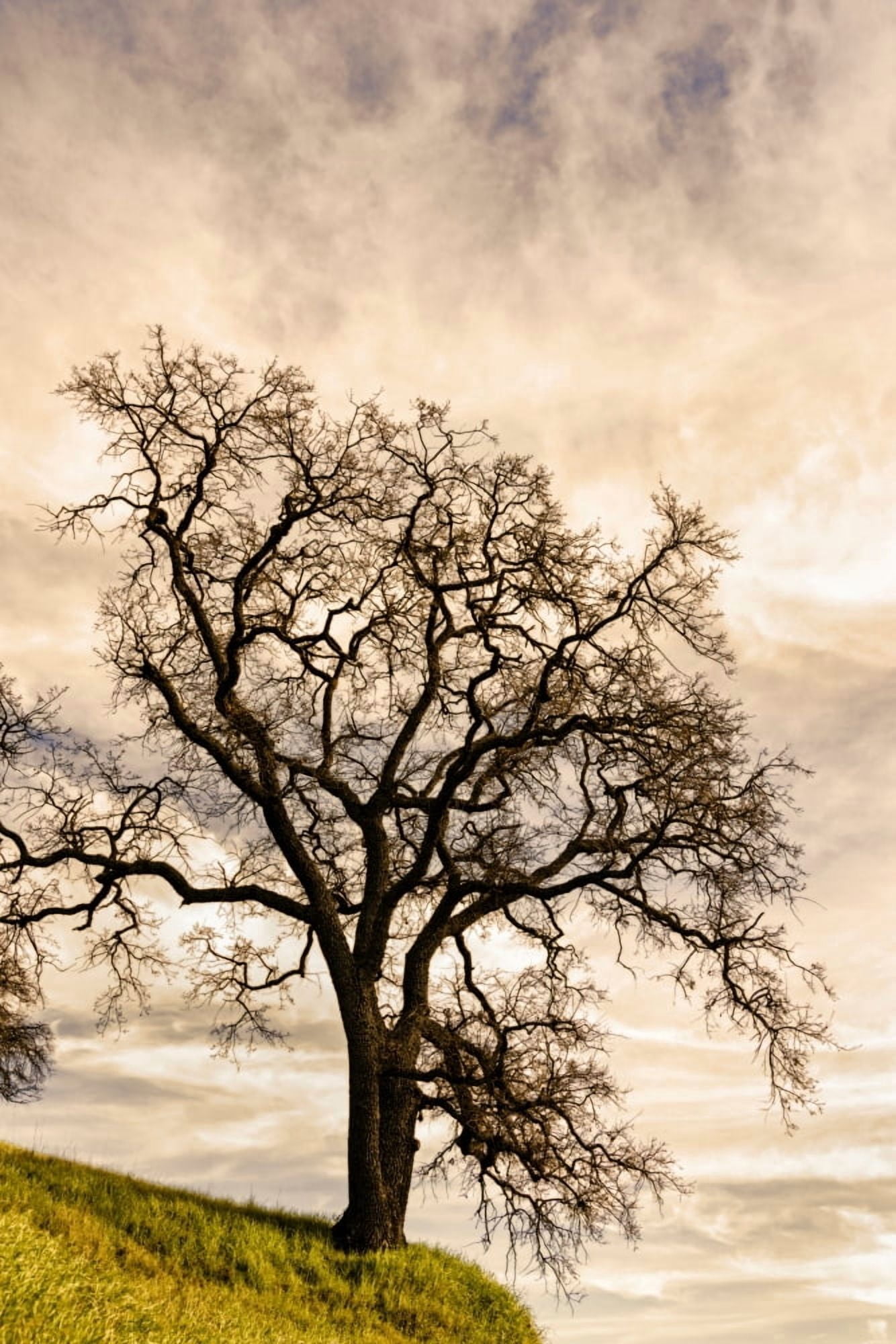 Clouds over Oak tree California USA Canvas Art - Panoramic Images (24 x 36)