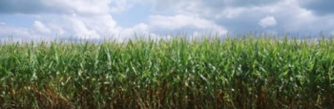 Clouds over a corn field Christian County Illinois USA Canvas Art - Panoramic Images (18 x 6)