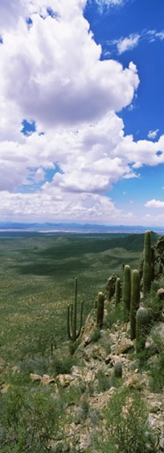 Clouds over a landscape Tucson Mountain Park Tucson Arizona USA Canvas Art - Panoramic Images (18 x 7)
