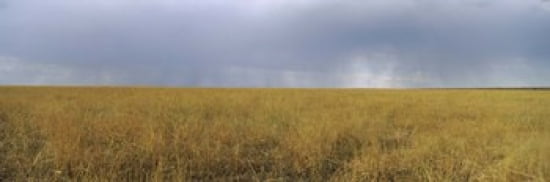 Clouds over a meadow Masai Mara National Reserve Great Rift Valley Kenya Canvas Art - Panoramic Images (36 x 12)
