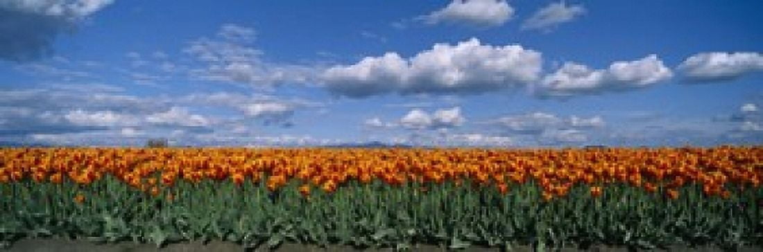 Clouds over a tulip field Skagit Valley Washington State USA Canvas Art - Panoramic Images (18 x 6)