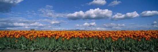 Clouds over a tulip field Skagit Valley Washington State USA Canvas Art - Panoramic Images (36 x 12)