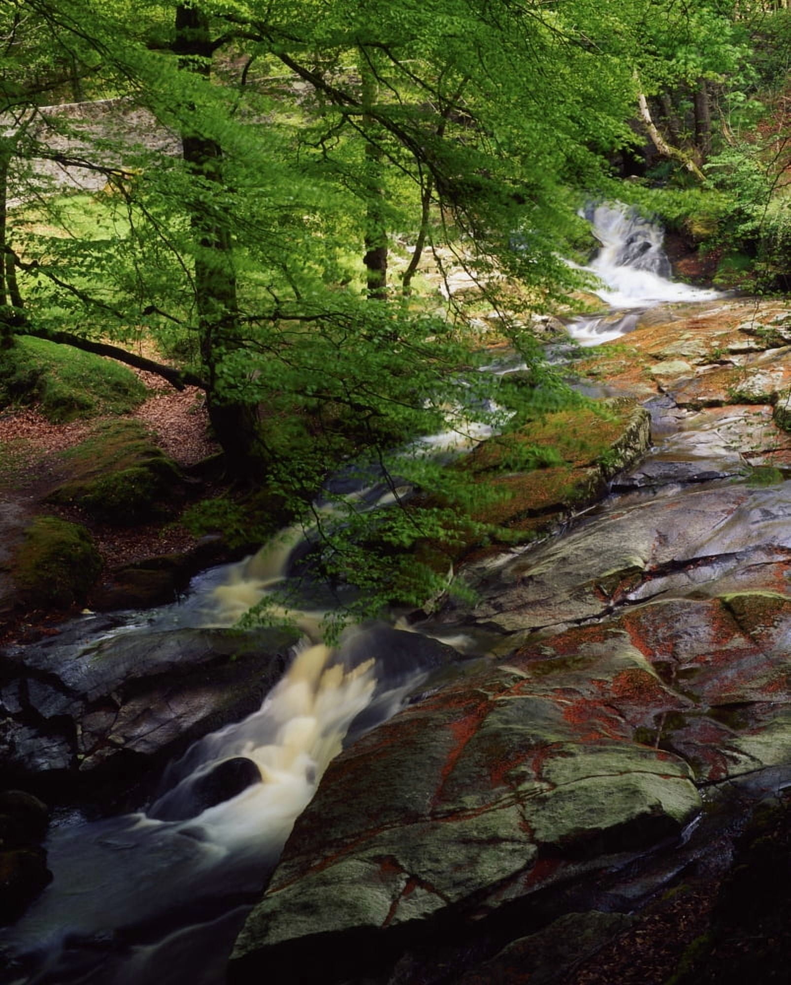 Cloughleagh Wood Kilbride Ireland Canvas Art - The Irish Image Collection Design Pics (13 x 17)