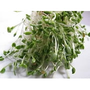 Clover, Red Clover, 200 Seeds per Pack, Non GMO, Clover Sprouts are The New Alfalfa - The Basic Leafy Sprout.