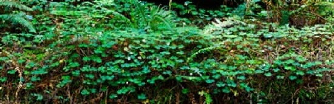 Clover and Ferns on downed Redwood tree Browns Creek Trail Jedediah Smith Redwoods State Park California USA Canvas Art - Panoramic Images (18 x 6)