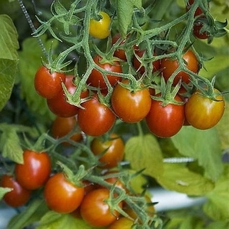 Clovers Garden 4-8" Red Grape Tomato Live Plants in 4" Pot