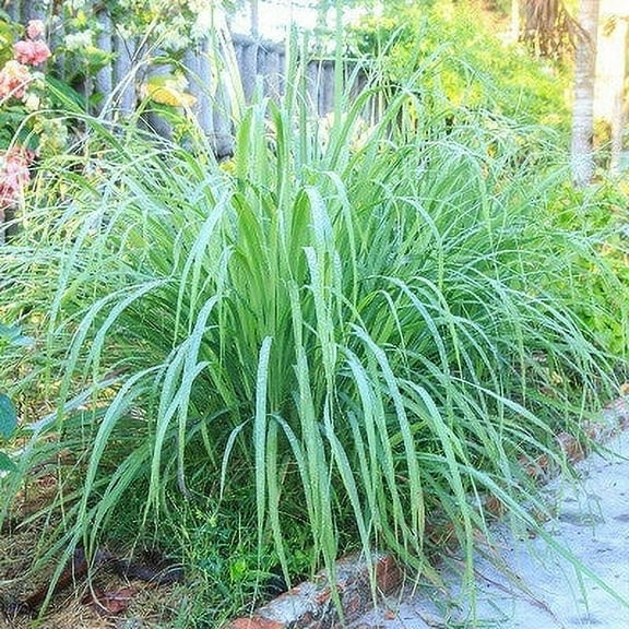 Clovers Garden 8 in Lemongrass Live Plant in 4 in Pots (2 Count), Mosquito Repellent