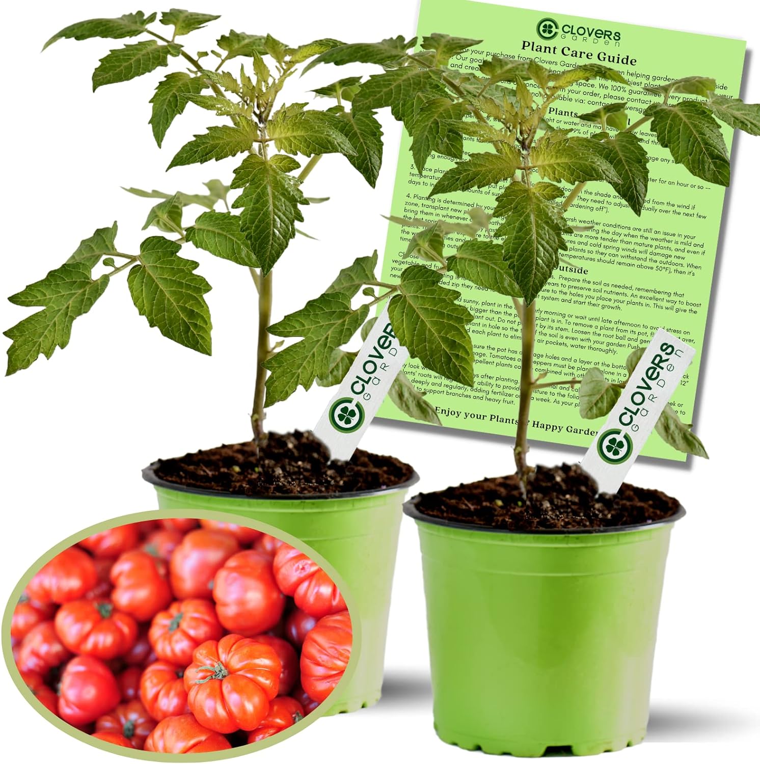 Clovers Garden Beefsteak Tomato Plants Two (2) Live Plants Non GMO