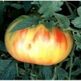 thumbnail image 1 of Clovers Garden Old German Tomato Live Plant (2 Count), Non-GMO, 1 of 8