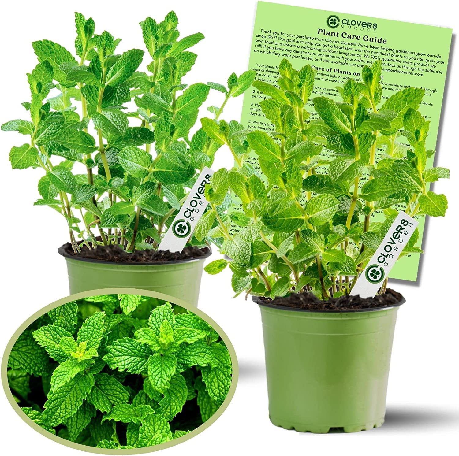 Clovers Garden Peppermint Mint Herb Plants Two (2) Live Plants Non