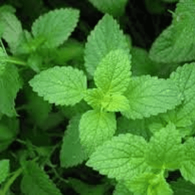 Peppermint Plants, 2 Live Herb Plants in 4 in Pots, Non-GMO, Hardy Perennial