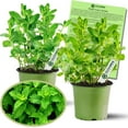 thumbnail image 1 of Clovers Garden Peppermint Mint Live Plant (2 Count), Non GMO, 1 of 7
