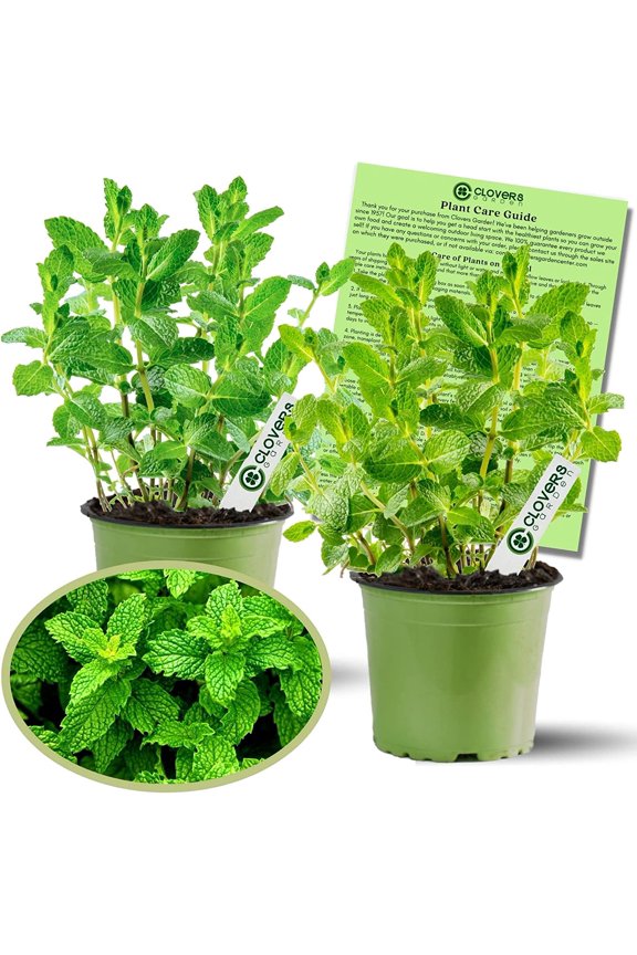 Peppermint Mint Live Plant (2 Count), Non GMO