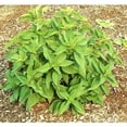 thumbnail image 1 of Clovers Garden Pineapple Sage Live Plants in 4" Pots (2 Count), Non-GMO, 1 of 6