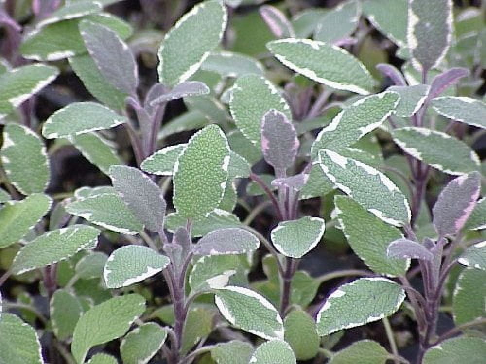 Clovers Garden Tricolor Sage Plant– Two (2) Live Plants – Not Seeds –Each 4"-7" Tall-in 3.5 Inch Pots