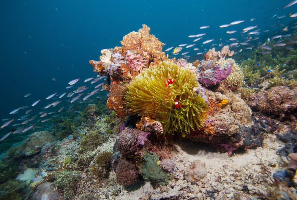 Clowfish in sea anemone Raja Ampat Indonesia Canvas Art - Beverly FactorStocktrek Images (17 x 12)