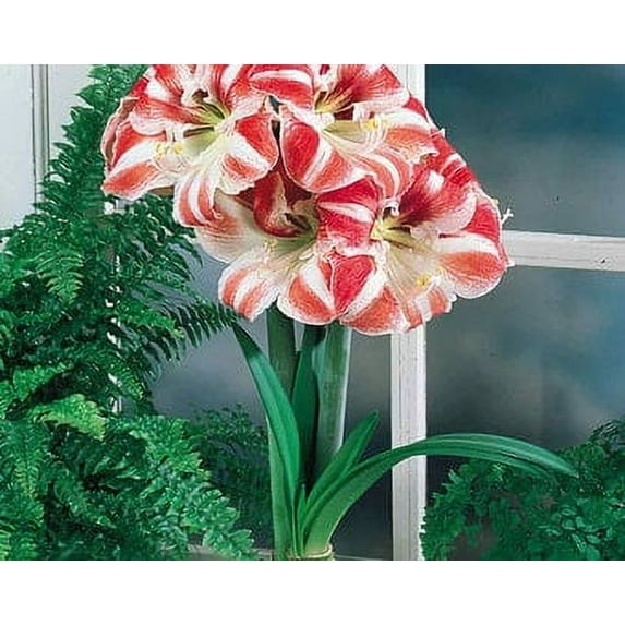 Clown Amaryllis Bulb, Healthy bulb!. Great for Winter Forcing! Wonderful and unique gift!