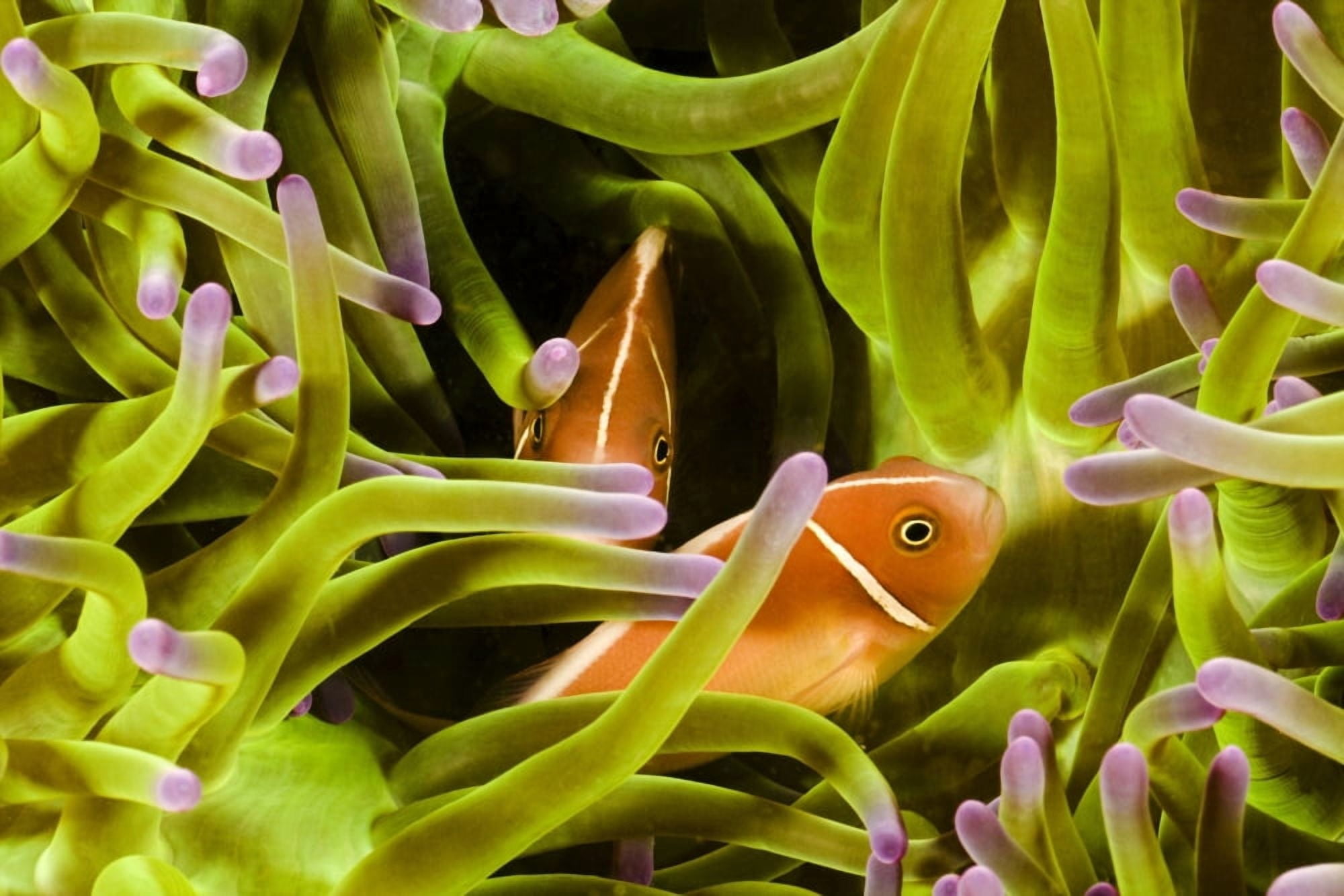 Clown Anemonefish (Amphiprion Percula) Hiding In Anemone Indonesia Canvas Art - Dave Fleetham Design Pics (17 x 11)
