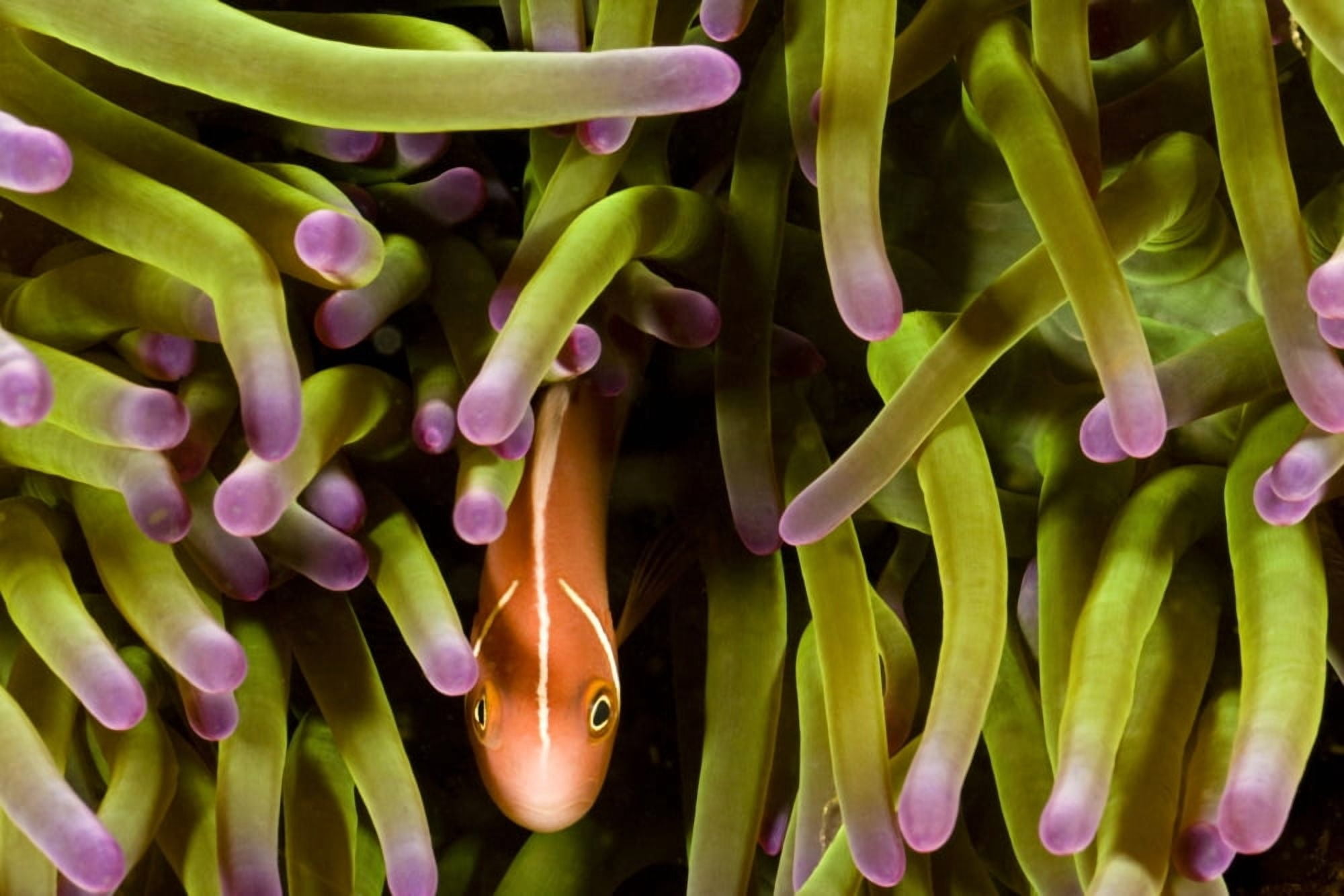 Clown Anemonefish (Amphiprion Percula) Hiding In Anemone Indonesia Canvas Art - Dave Fleetham Design Pics (17 x 11)