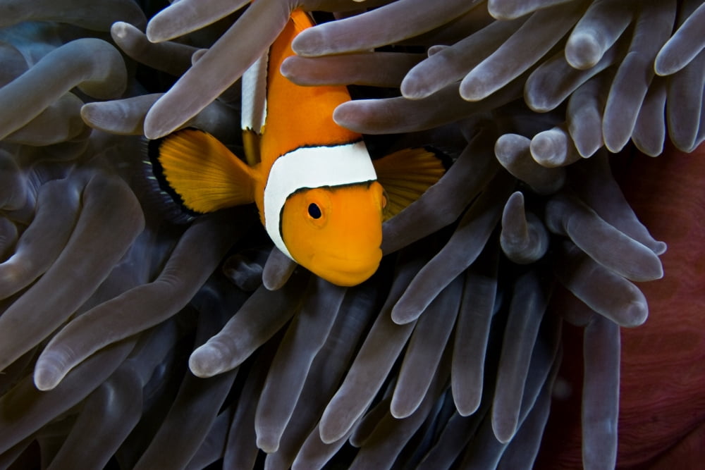 Clown Anemonefish (Amphiprion Percula) Hiding In Anemone Indonesia Canvas Art - Dave Fleetham Design Pics (18 x 12)