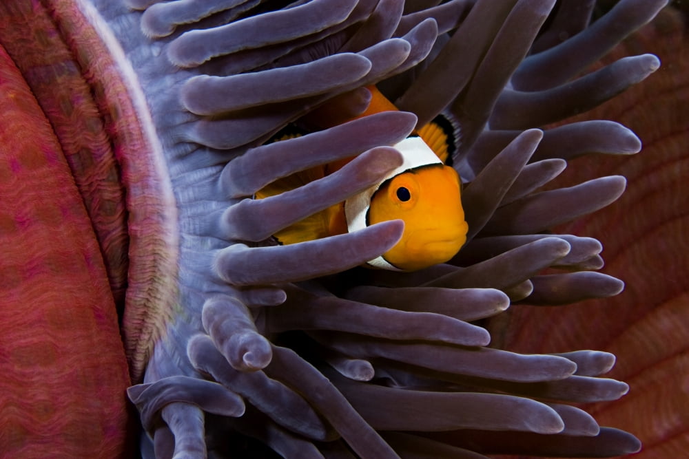 Clown Anemonefish (Amphiprion Percula) Hiding In Anemone Indonesia Canvas Art - Dave Fleetham Design Pics (18 x 12)