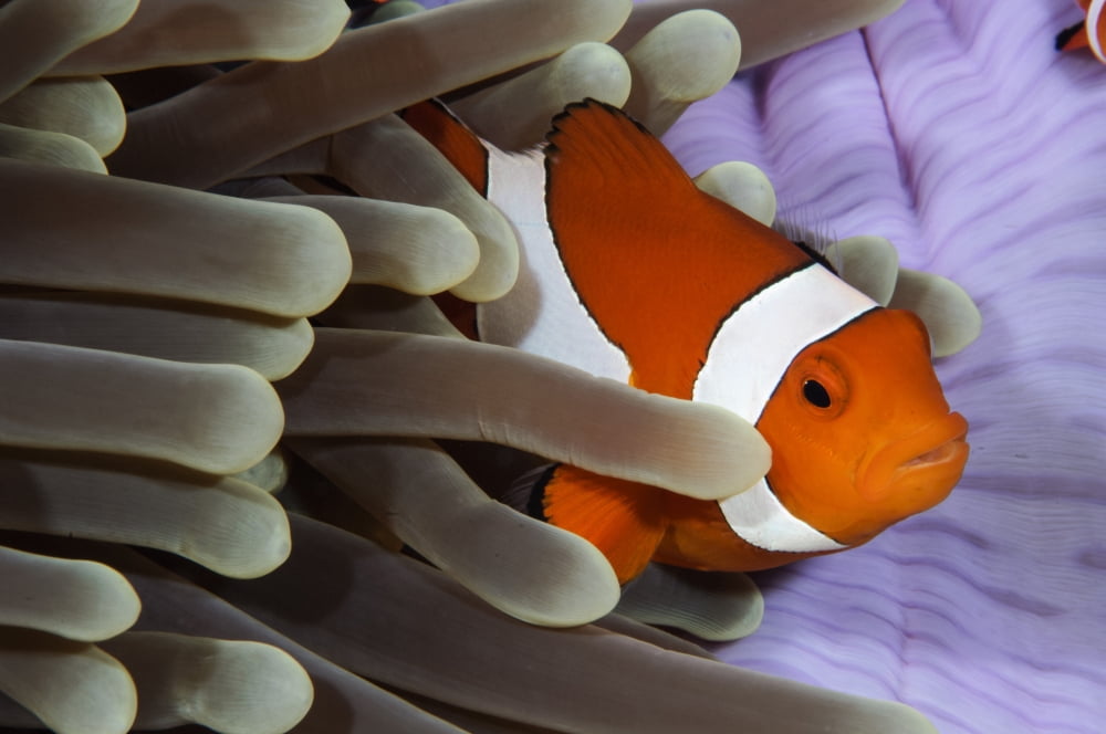 Clown Anemonefish Indonesia Canvas Art - Todd WinnerStocktrek Images (35 x 23)