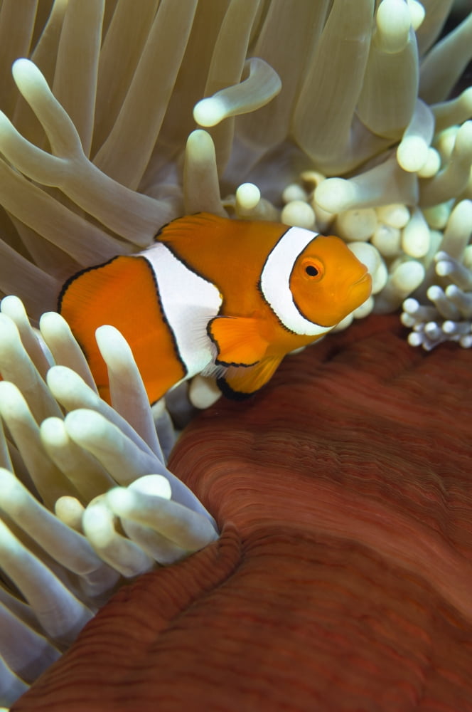 Clown anemonefish in anemone Great Barrier Reef Australia Canvas Art - Todd WinnerStocktrek Images (23 x 35)
