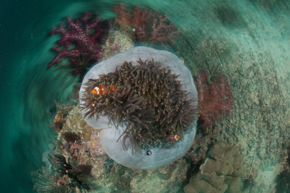 Clown anemonefish in sea anemone with circular motion effect Canvas Art - Steve JonesStocktrek Images (18 x 12)