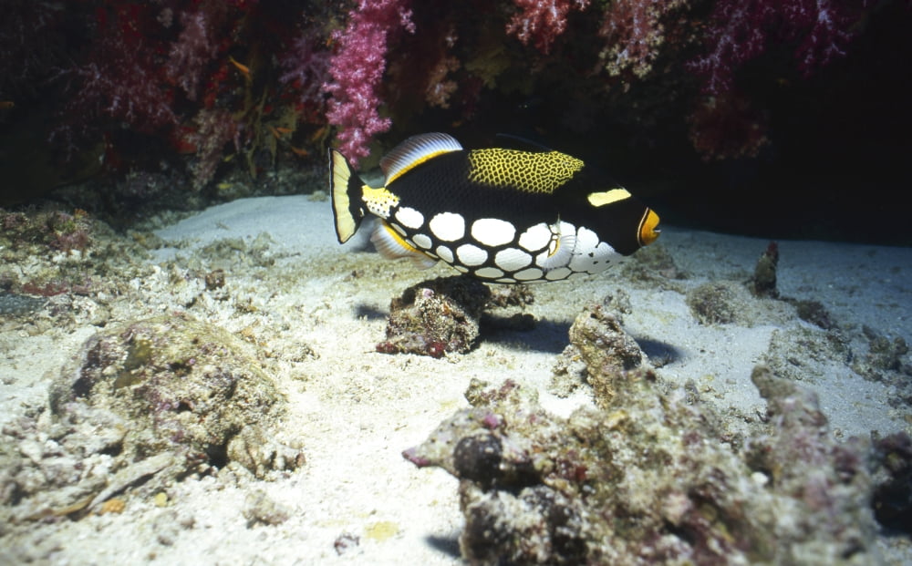 Clown triggerfish Thailand Canvas Art - Beverly FactorStocktrek Images (36 x 23)